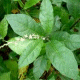 FiwiRoots Jamaican Guinea Hen Weed